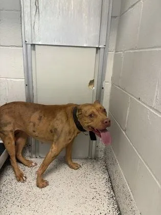 An adult large-sized female Mixed Breed dog named Bree for adoption in West Chester, PA