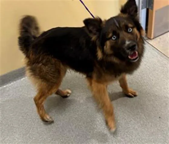 A young medium-sized male German Shepherd Dog dog named Chauncey for adoption in Tustin, CA
