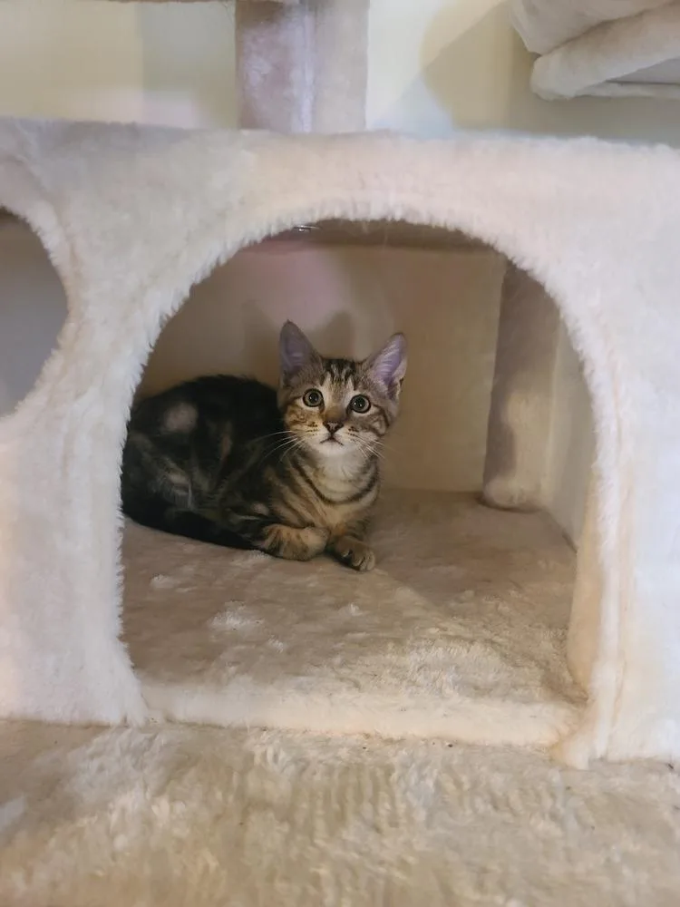 A baby small-sized female Tabby (Brown / Chocolate) Domestic Short Hair cat named Ellie for adoption in Virginia Beach, VA