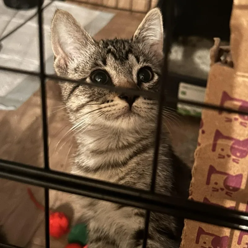 A baby small-sized male Brown / Chocolate Domestic Short Hair cat named Doot C for adoption in Princeton, MN