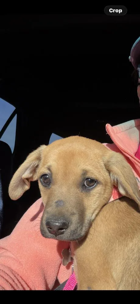 Brittany thumbnail 2