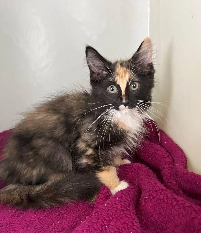 A baby medium-sized female Domestic Long Hair cat named Apple for adoption in Genoa, IL