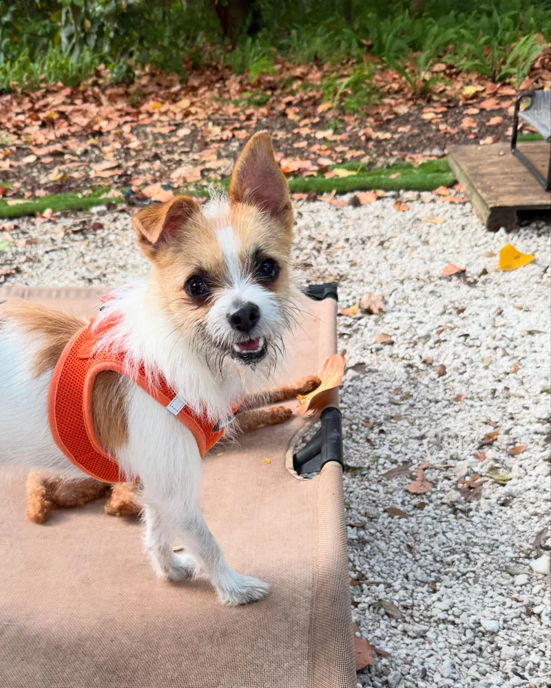 A young small-sized male Jack Russell Terrier dog named Harvey for adoption in Miami, FL