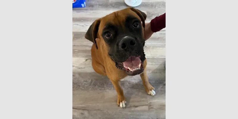A young medium-sized male Yellow / Tan / Blond / Fawn Boxer dog named Rocky Xiii for adoption in Hewitt, TX