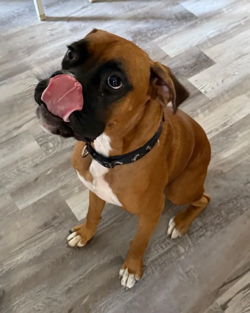 Rocky Xiii thumbnail 2