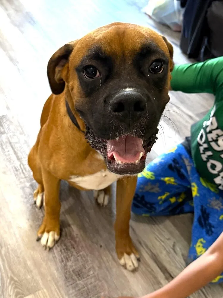 Rocky Xiii thumbnail 3