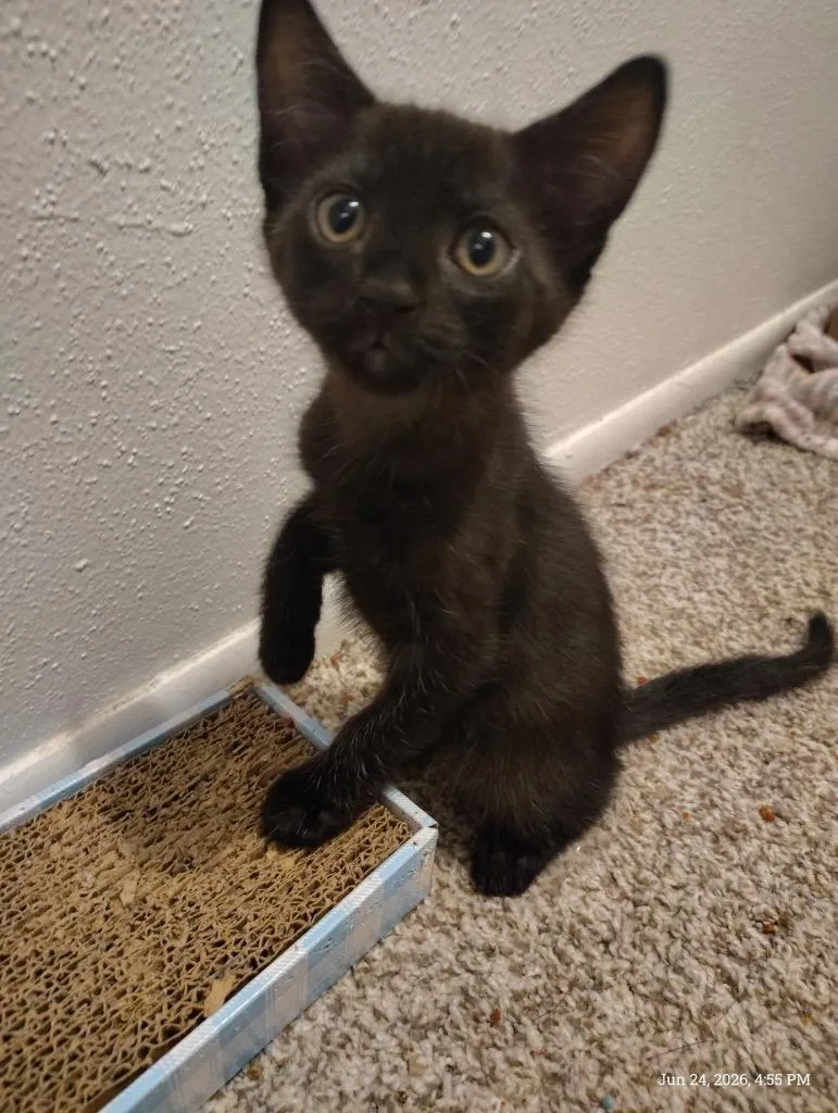 A baby medium-sized female Tabby cat named Coraline for adoption in San Antonio, TX