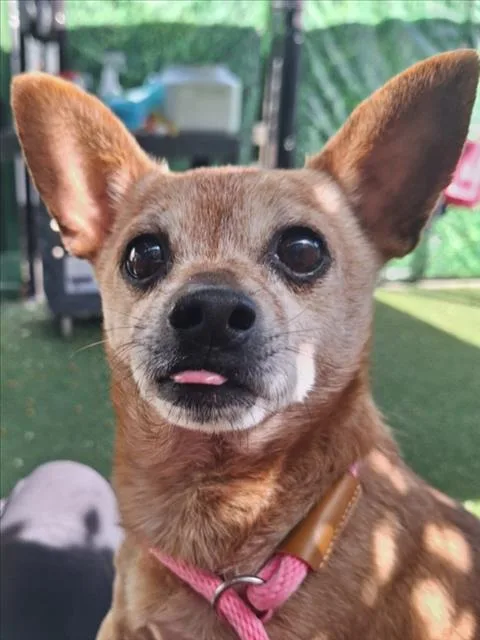 A senior small-sized male Chihuahua dog named Rex for adoption in Woodland, CA