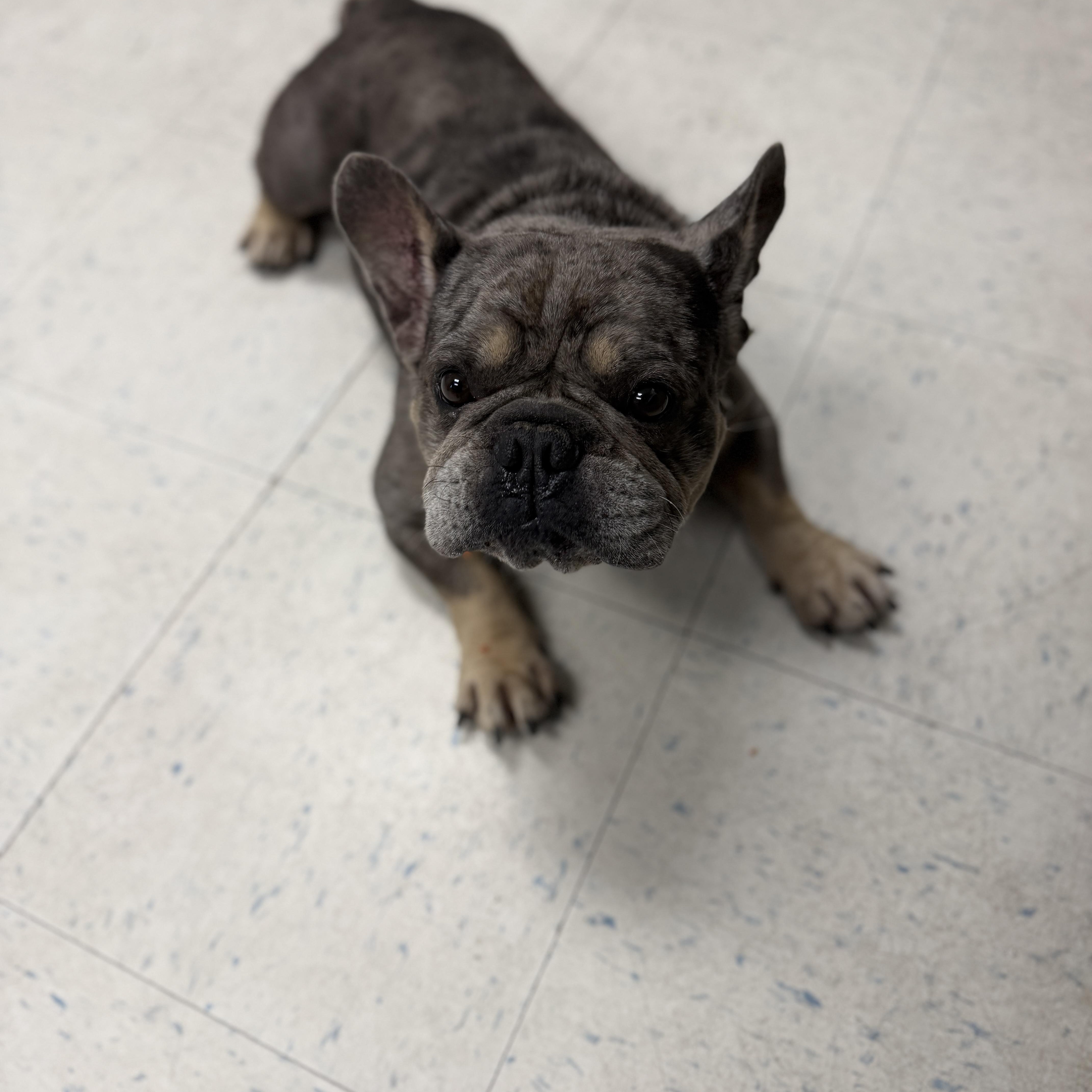 An adult medium-sized male French Bulldog dog named Buster for adoption in Oakdale, CA