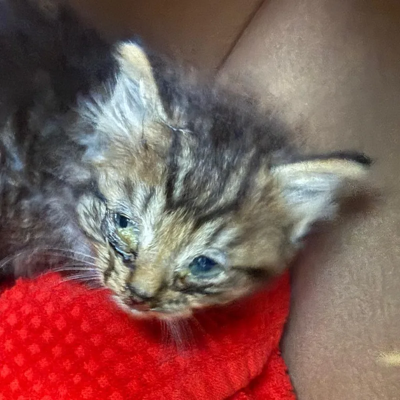 A baby small-sized male Brown / Chocolate Domestic Short Hair cat named Furball for adoption in Newark, NJ