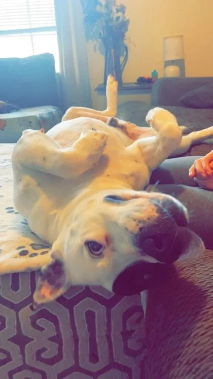 An adult large-sized male Pit Bull Terrier dog named G Face for adoption in Knoxville, TN