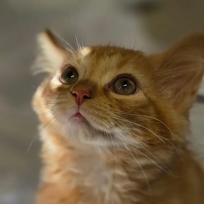 A baby small-sized male Domestic Medium Hair cat named Vedder for adoption in Muncie, IN
