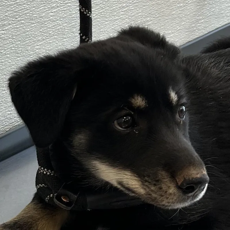 A baby small-sized female Black Mixed Breed dog named Ariana for adoption in Las Cruces, NM