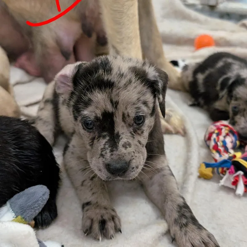 Puppy  El Paso