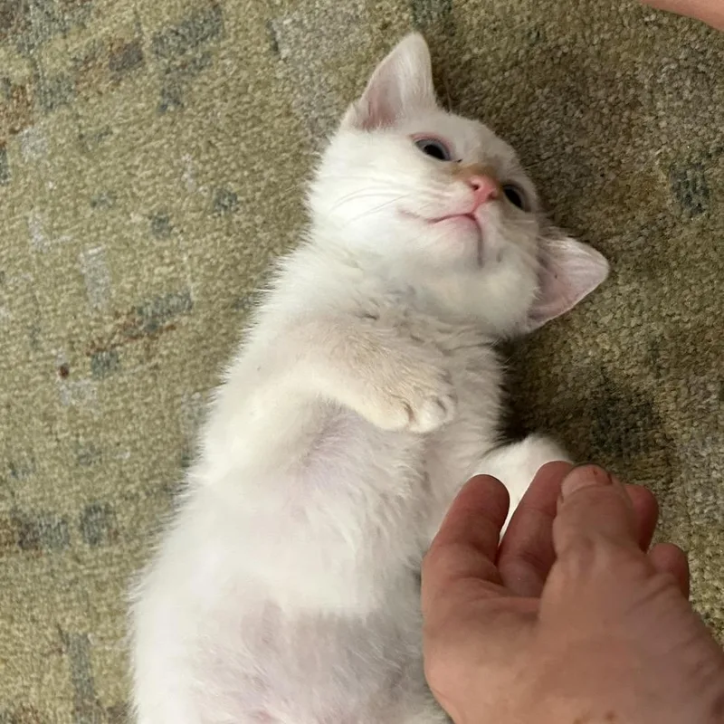 A young medium-sized male Flame Point Domestic Short Hair cat named Troye Sivan for adoption in Evanston, IL