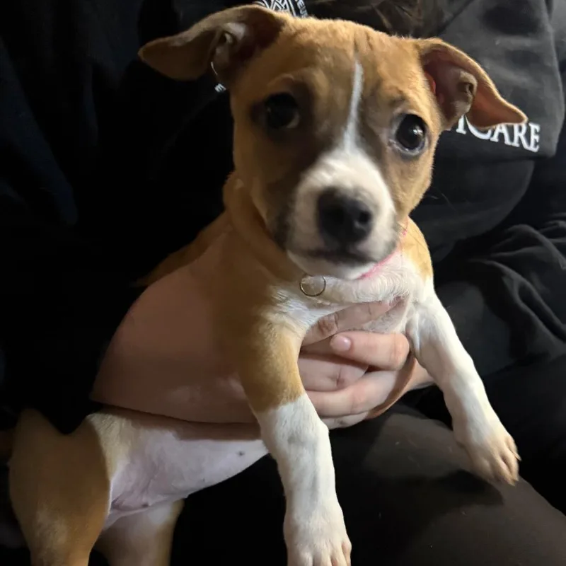 A baby small-sized female Yellow / Tan / Blond / Fawn German Shepherd Dog dog named Dani for adoption in Normal, IL