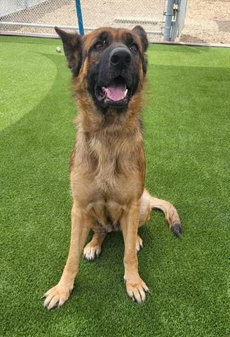 An adult large-sized female German Shepherd Dog dog named Nala for adoption in Lathrop, CA
