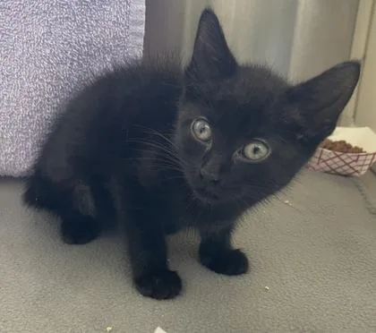 A baby small-sized female Domestic Short Hair cat named Chomp for adoption in Westland, MI