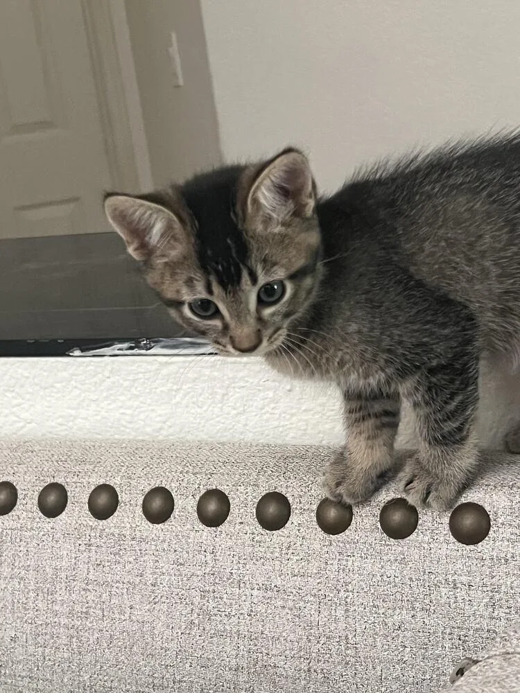 A baby small-sized male Brown / Chocolate Domestic Short Hair cat named Toby for adoption in Lancaster, CA