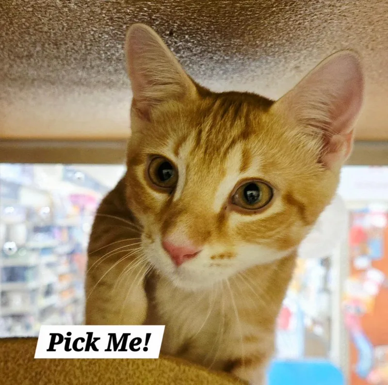 A baby small-sized male Domestic Short Hair cat named PickMe for adoption in San Antonio, TX