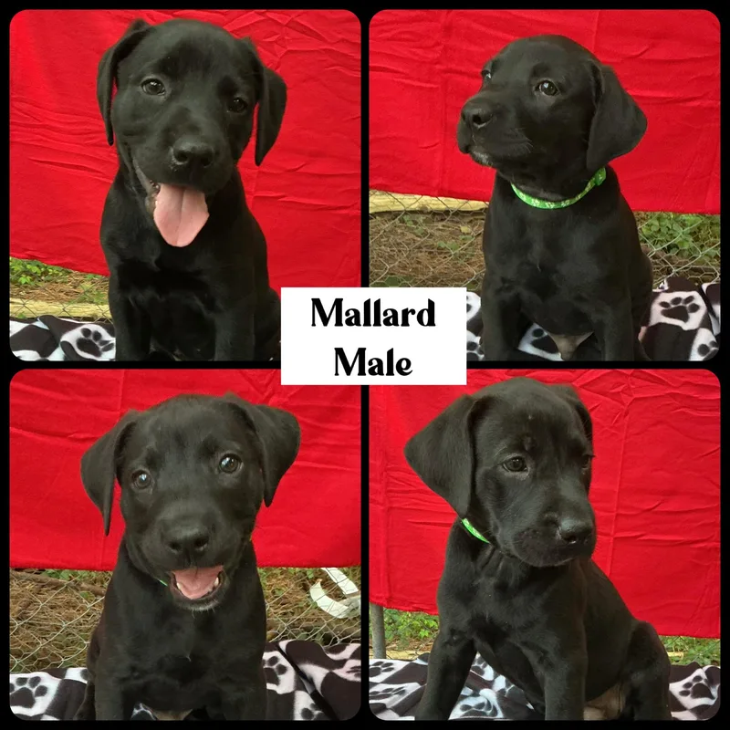 Mallard  "Duck" Litter thumbnail 4