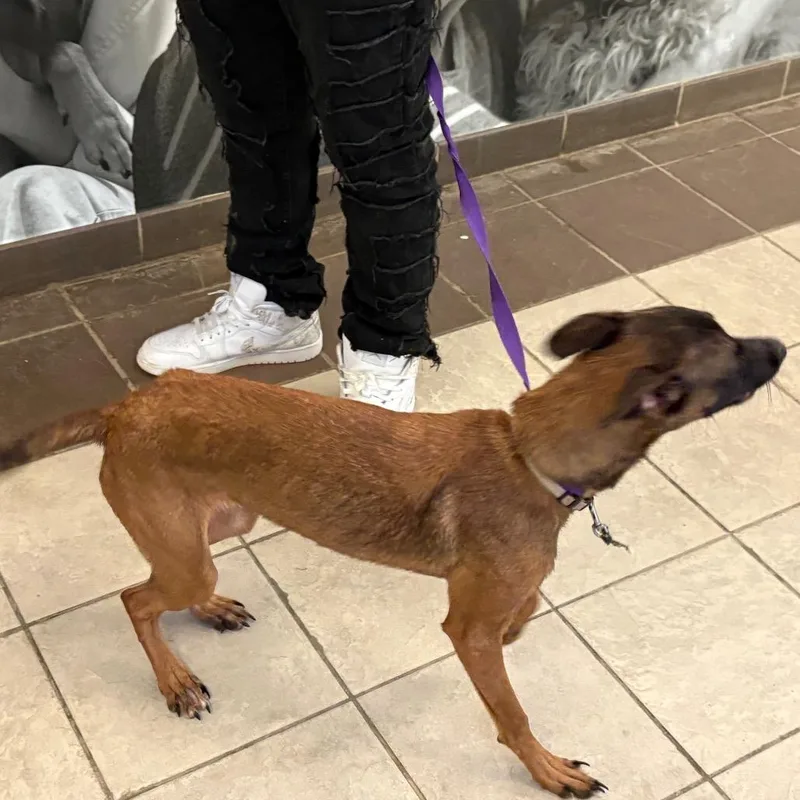 A young medium-sized female Brindle Mixed Breed dog named StrayBrimRoad for adoption in Columbus, GA