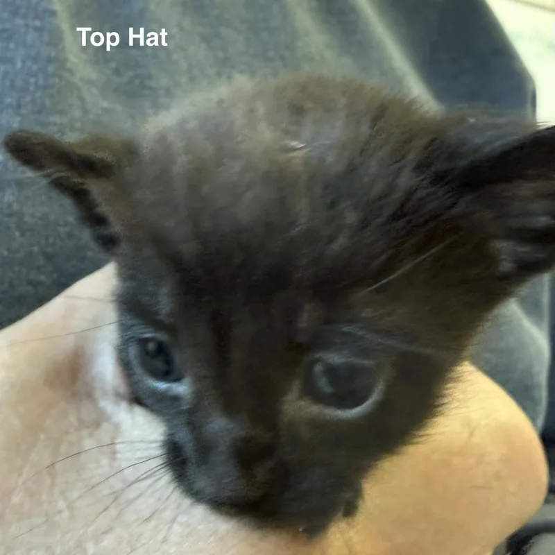 A baby small-sized male Black Domestic Short Hair cat named Top Hat for adoption in Lakewood, CO