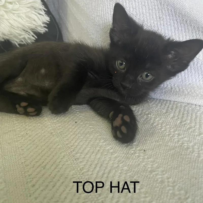Top Hat thumbnail 2