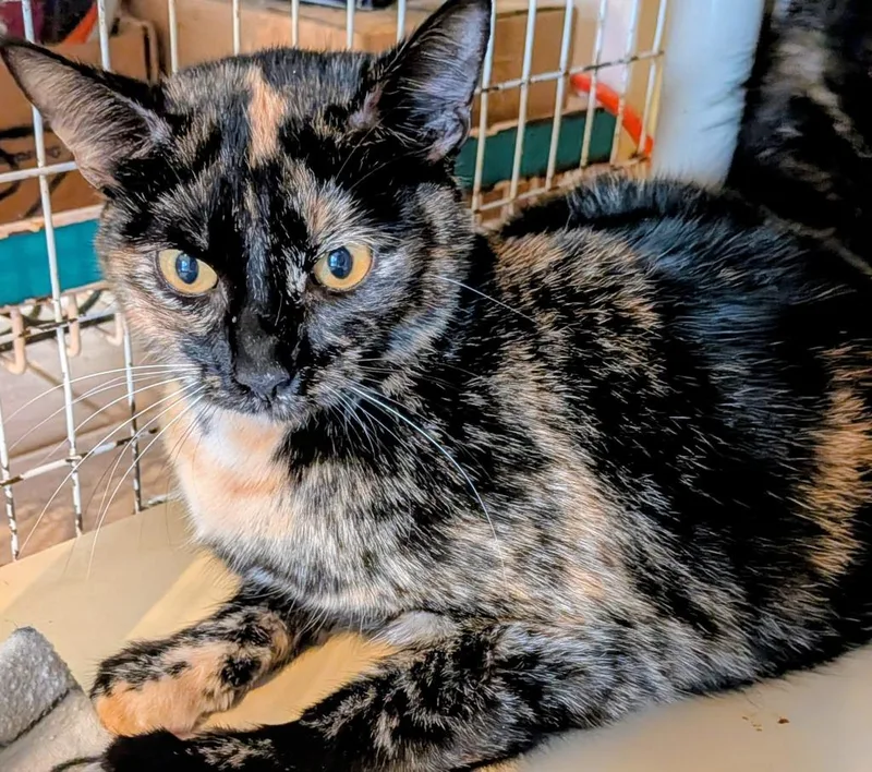 A young medium-sized female Domestic Short Hair cat named Lila] for adoption in St. Augustine, FL