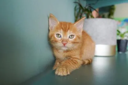 A baby small-sized female Domestic Short Hair cat named Gryffindor for adoption in San Antonio, TX