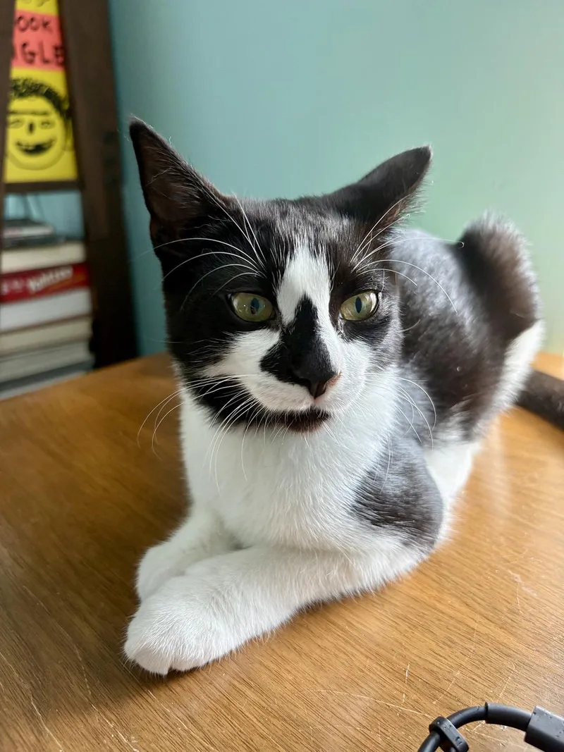 A baby medium-sized female Black & White / Tuxedo Domestic Short Hair cat named Cornbread Melrose for adoption in Philadelphia, PA