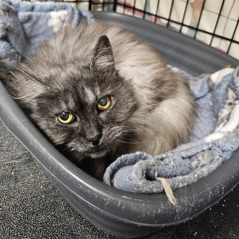 An adult medium-sized female Gray / Blue / Silver Domestic Long Hair cat named Bethany for adoption in Monroe, MI
