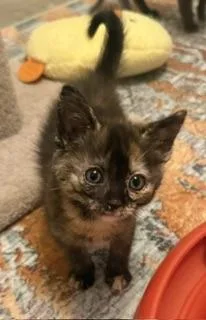 A baby small-sized female Tortoiseshell cat named Stella for adoption in Parlier, CA