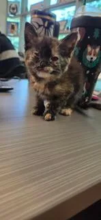 Stella thumbnail 3