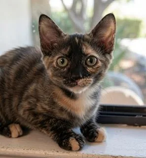 Stella thumbnail 5