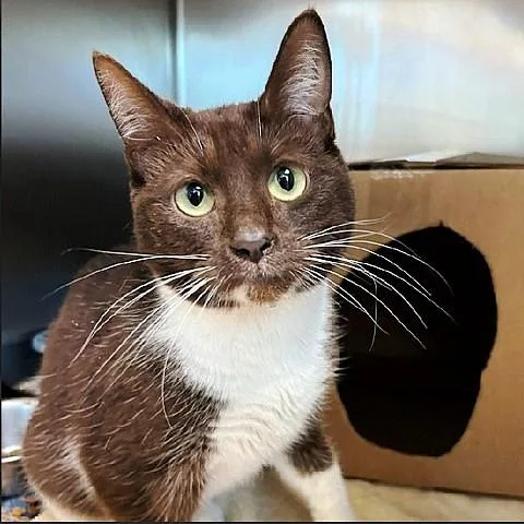 An adult medium-sized female Brown / Chocolate Domestic Short Hair cat named Tootsie for adoption in Salt Lake City, UT