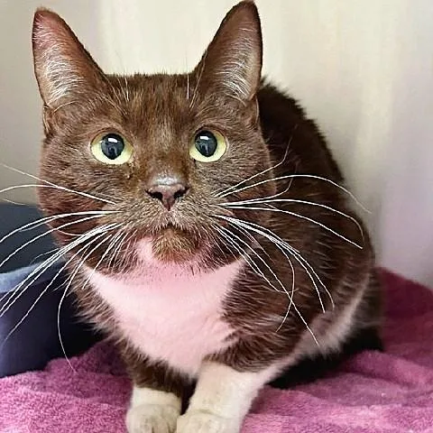 Tootsie thumbnail 2
