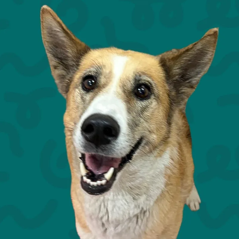 Tootsie thumbnail 2