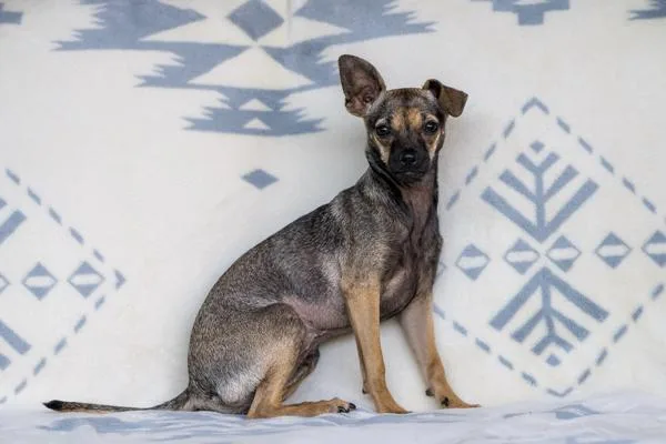 A young small-sized female Chihuahua dog named Cheddar for adoption in Novato, CA