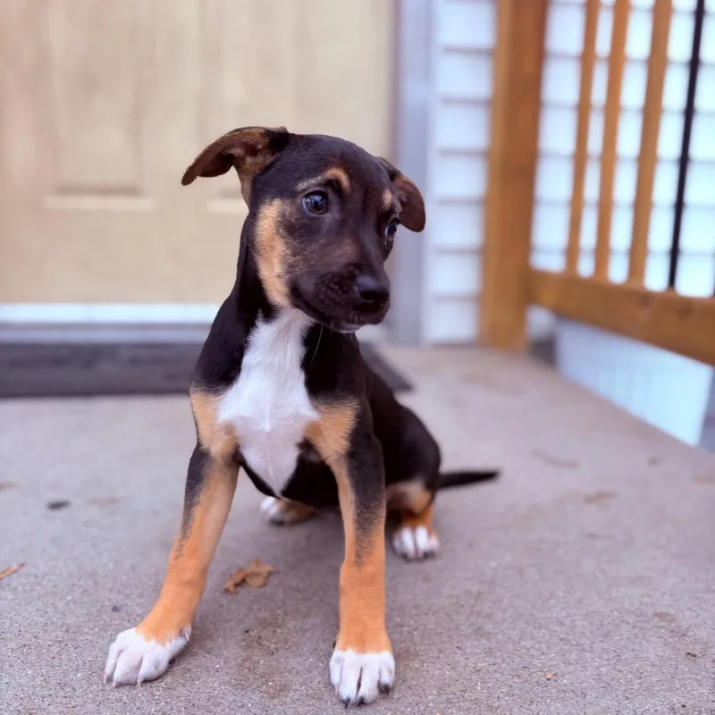 Cottontail thumbnail 2