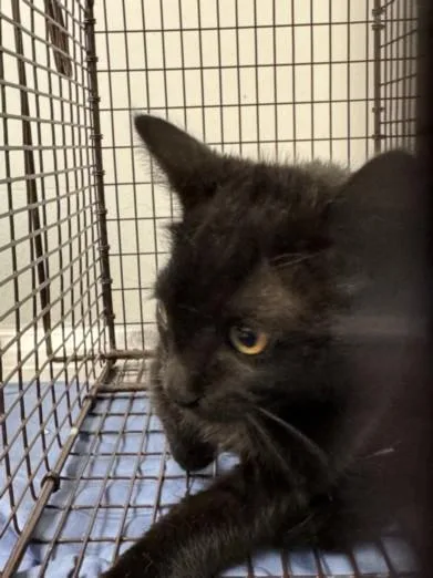 A baby small-sized female Domestic Short Hair cat named Cape for adoption in Los Angeles, CA