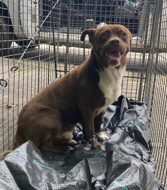 A young small-sized male Beagle dog named Rocky for adoption in Dallas, TX