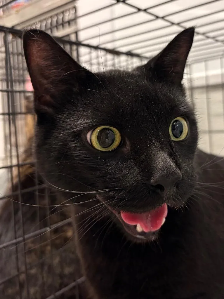 An adult medium-sized male Domestic Short Hair cat named Ninja for adoption in Fall River, MA