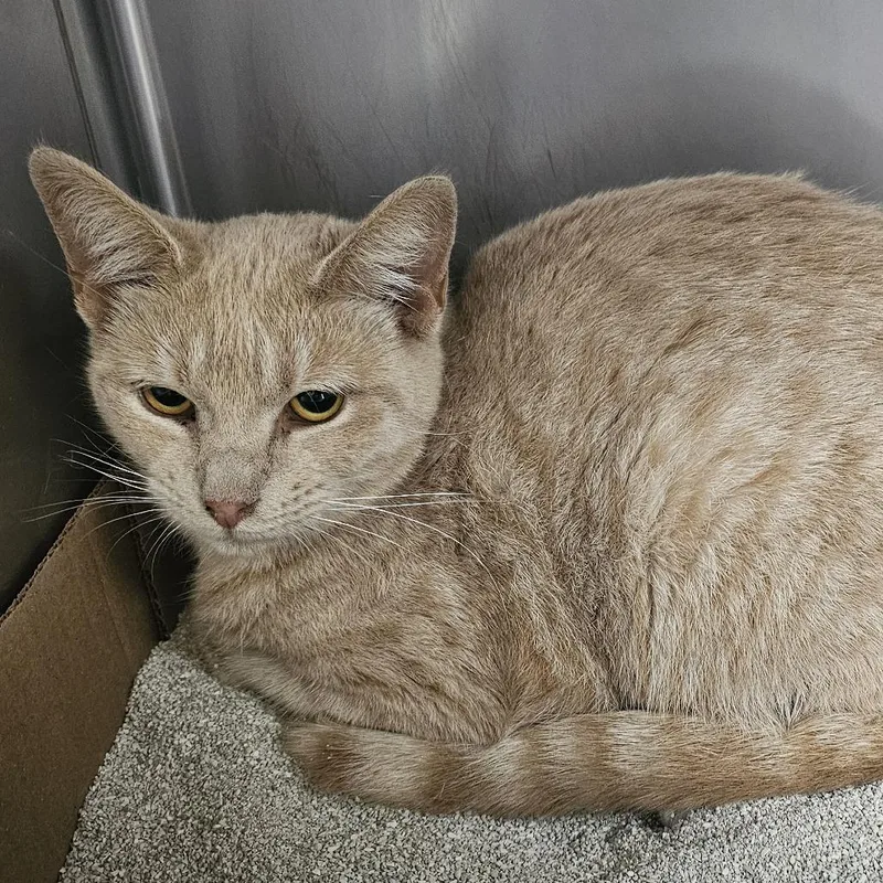 A baby medium-sized female Orange / Red Domestic Short Hair cat named Connie for adoption in Donalsonville, GA