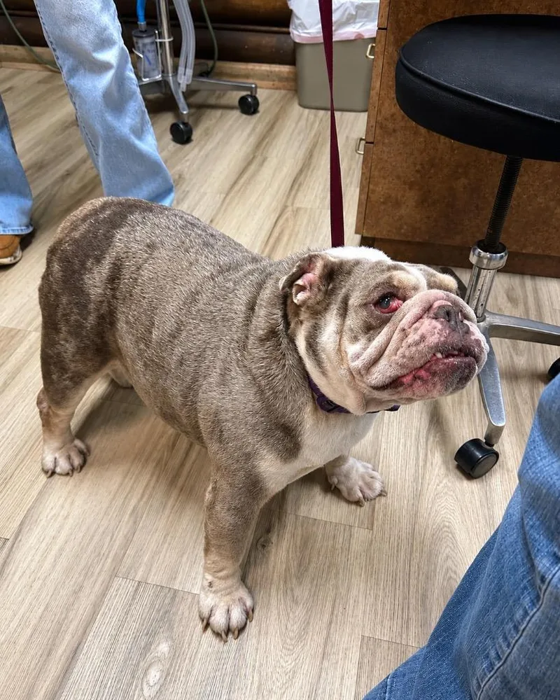 A young large-sized female English Bulldog dog named Sky for adoption in Claremore, OK