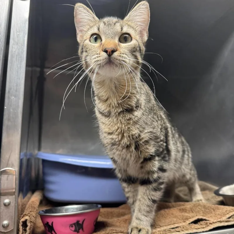 A baby medium-sized female Brown / Chocolate Domestic Short Hair cat named Cinnalicious for adoption in Edwardsville, IL