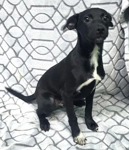 A baby medium-sized male Miniature Pinscher dog named Ash for adoption in Elmira, NY