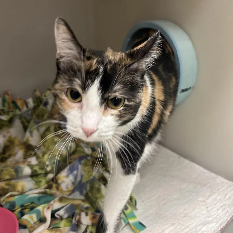 An adult medium-sized female Calico Domestic Short Hair cat named Pudding for adoption in Zanesville, OH
