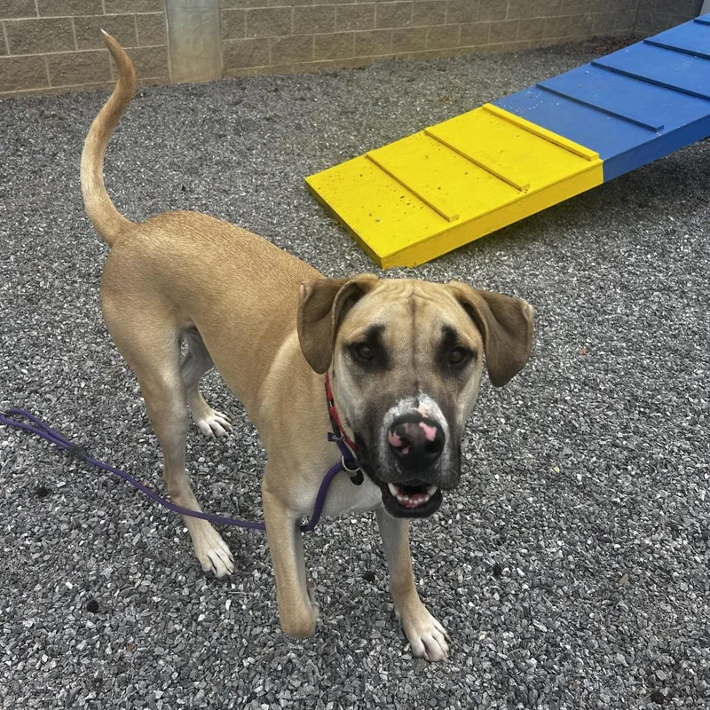 A young large-sized male Brown / Chocolate Mixed Breed dog named Freckles for adoption in Asheville, NC