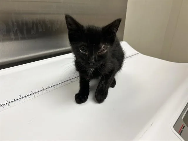 A baby small-sized male Domestic Short Hair cat named Mike for adoption in Garland, TX